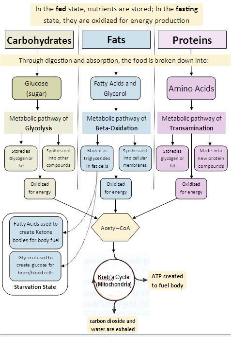metabolic_pathways.jpg