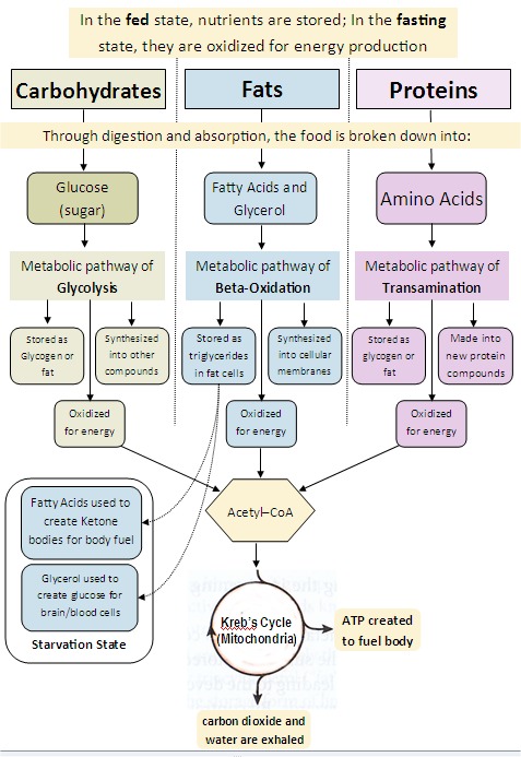 Metabolic Pathways: How Ketosis Works